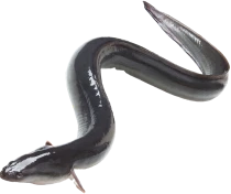 鰻