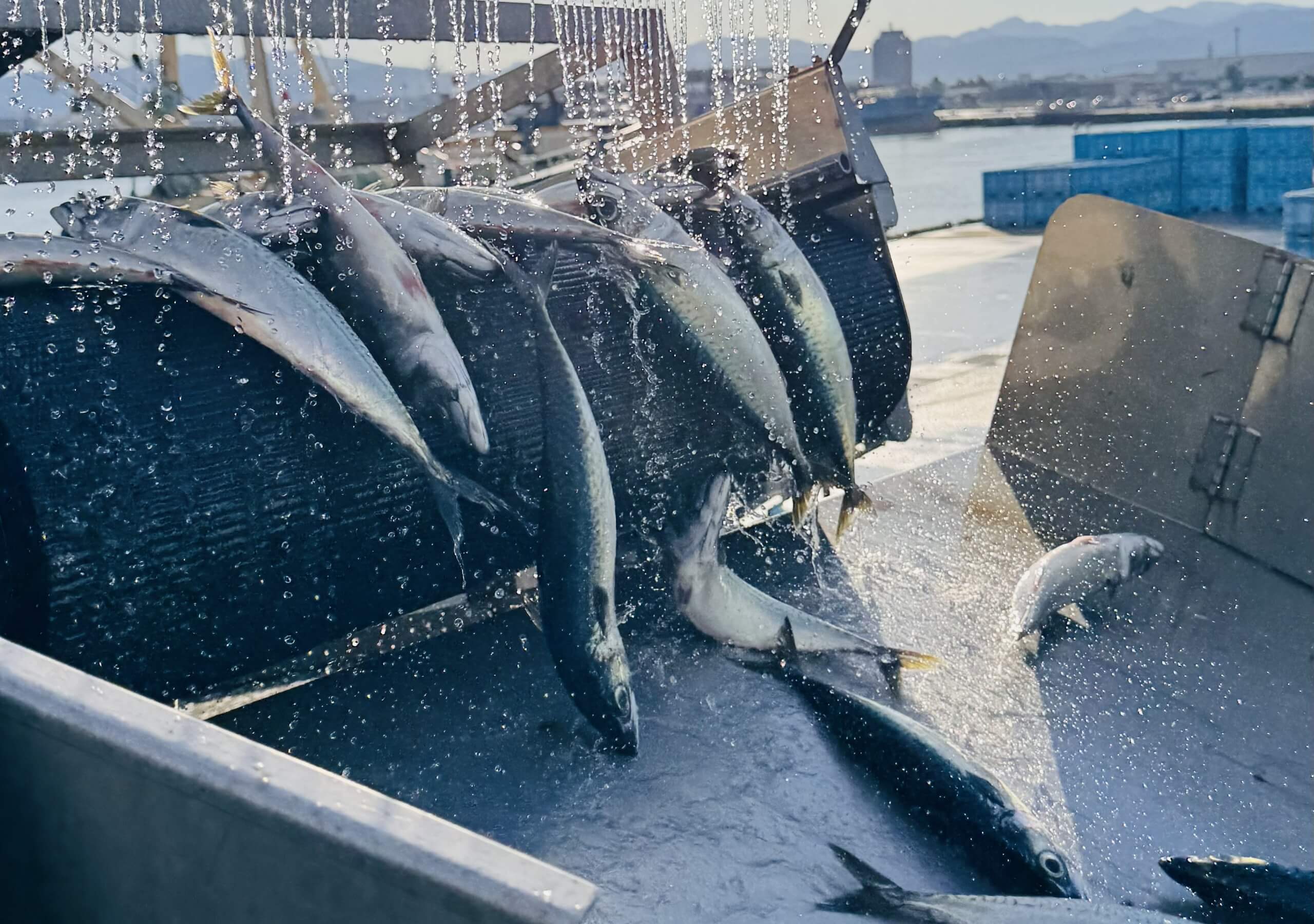 美味しい魚はどこで、誰が決めるのだろう？